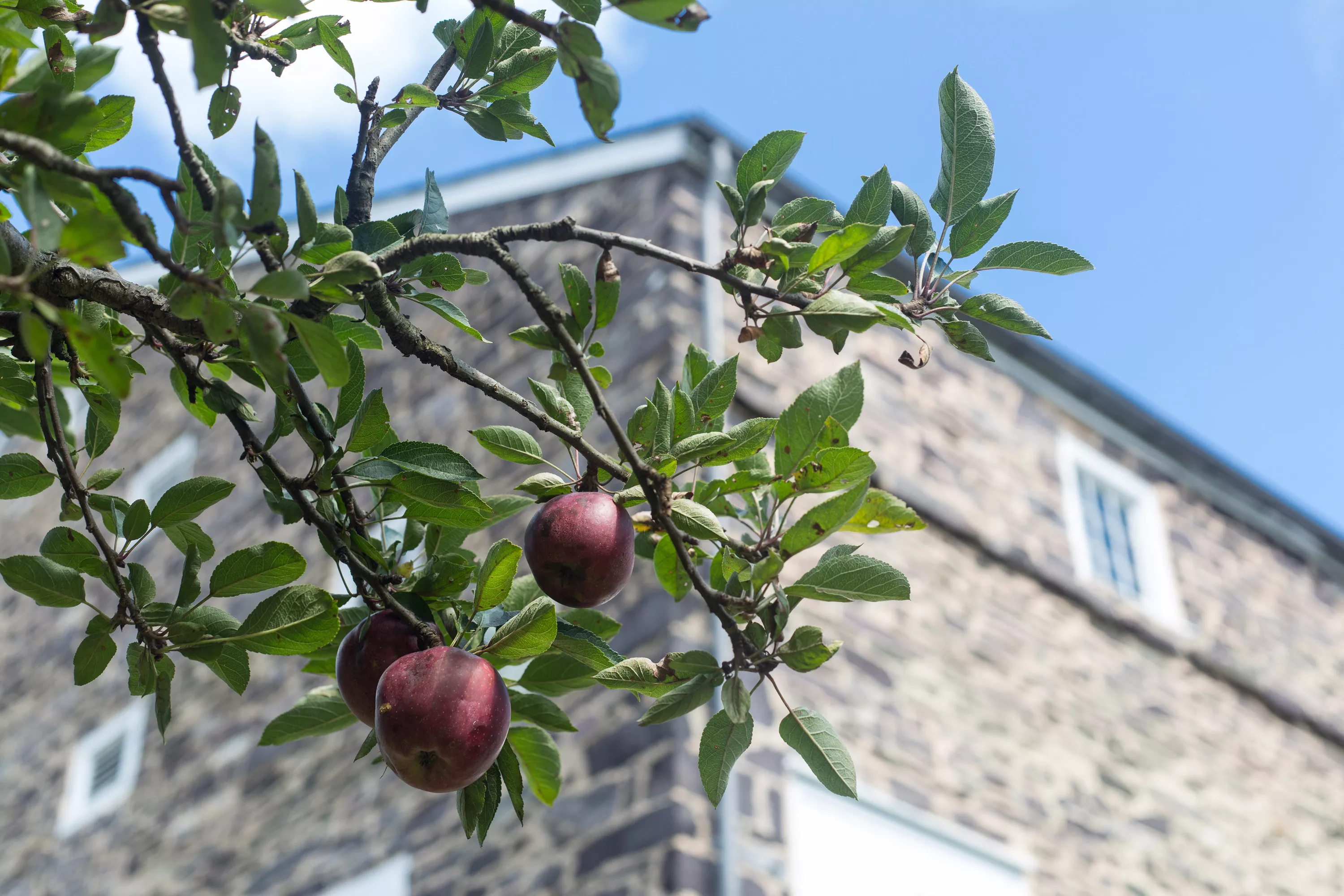 166 Cherry Hill Road, Princeton, New Jersey 08540 - tusculumgrounds_orchard-1_n4xp9s