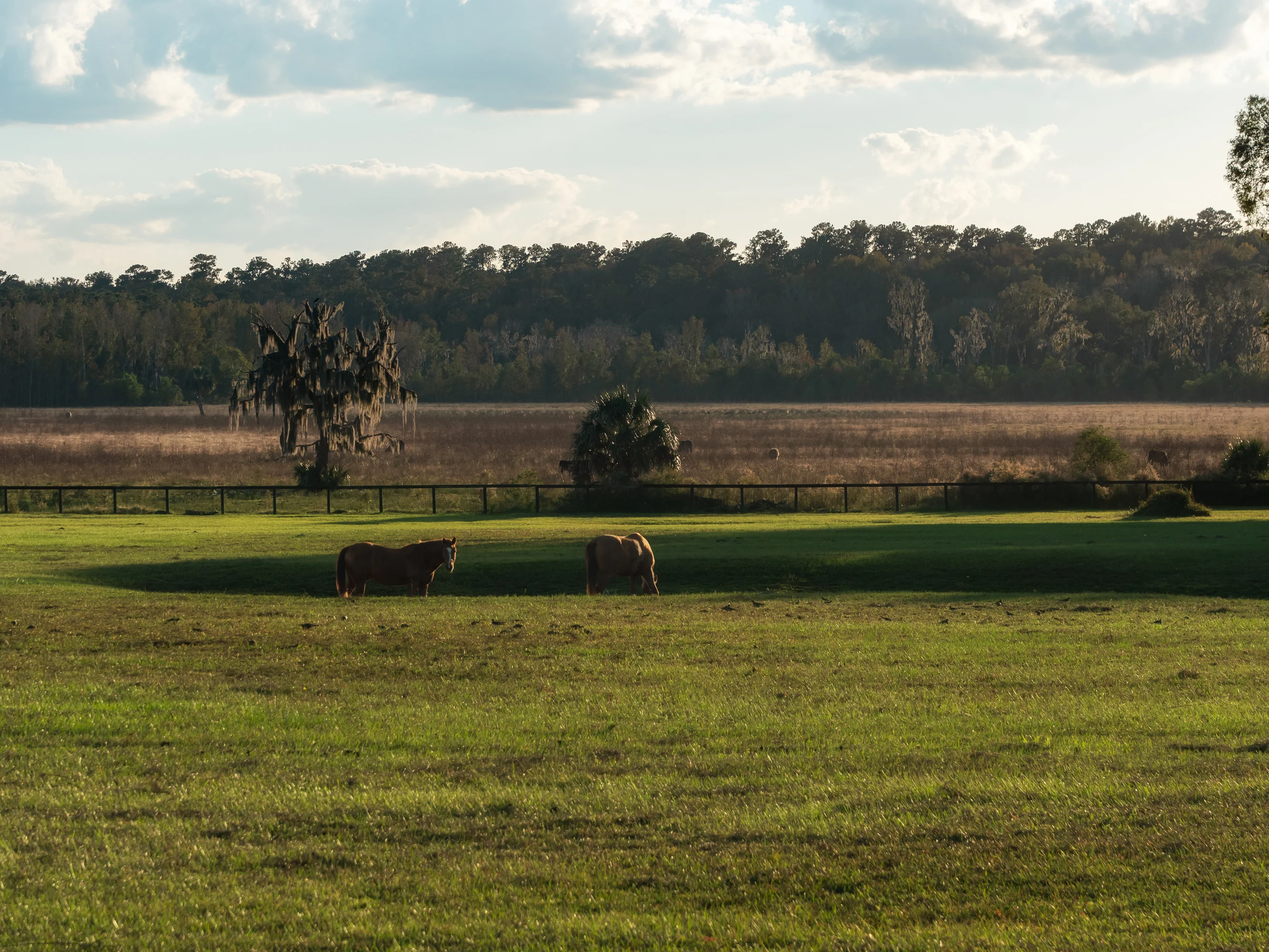 9001 NW 200th Street Road, Micanopy, Ocala Area, Florida 32667 - 9001_NW_200th_Street_Road_48_shmaoe