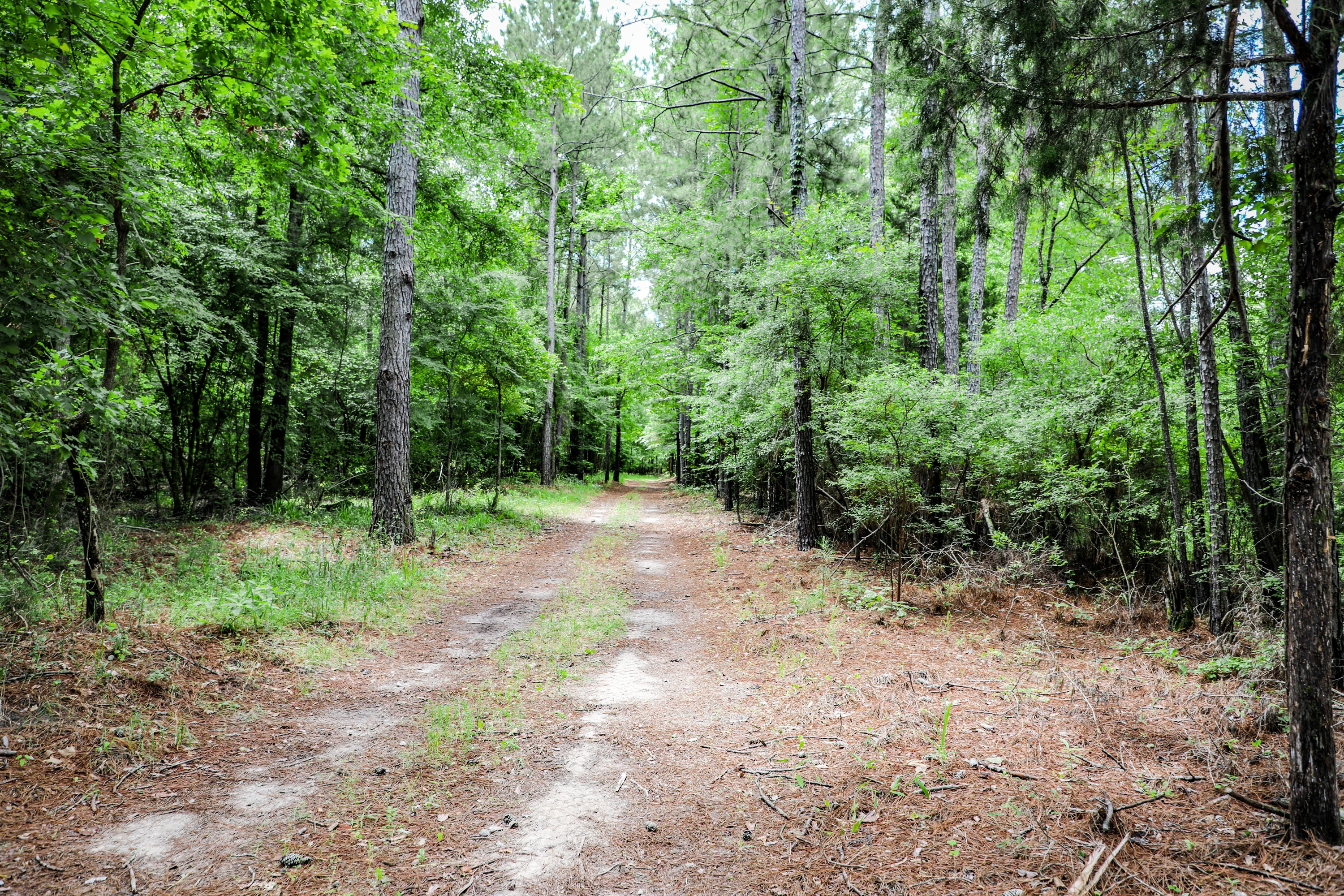 Nix Lower Bayou, East Texas, Texas 75657 - 601-fm-134-jefferson-texas10_tgdkxc