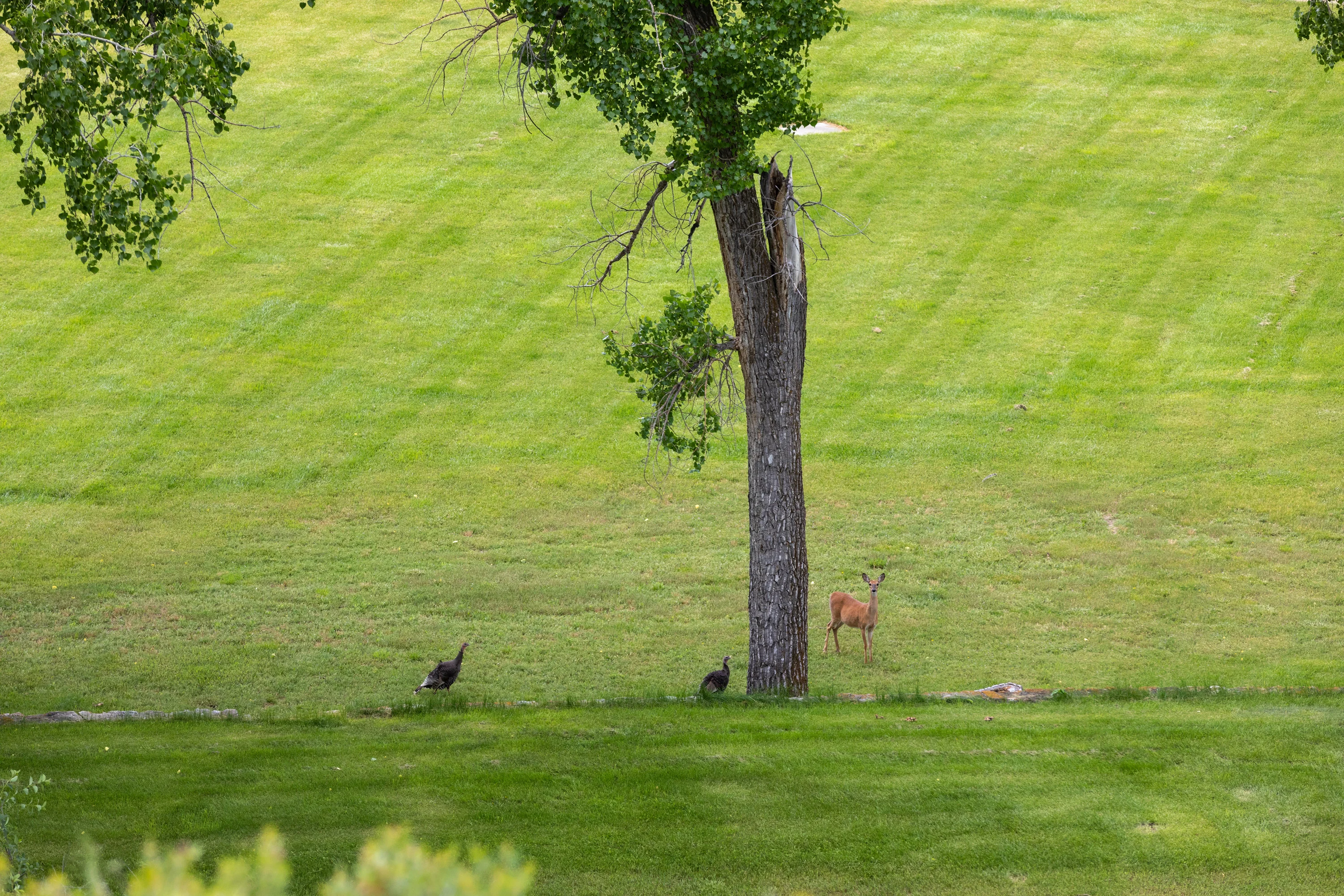43 Rapid Creek Road, Sheridan, Wyoming 82801 - holy-cow-ranch-43-rapid-creek-road-sheridan-wyoming60_qrhahi