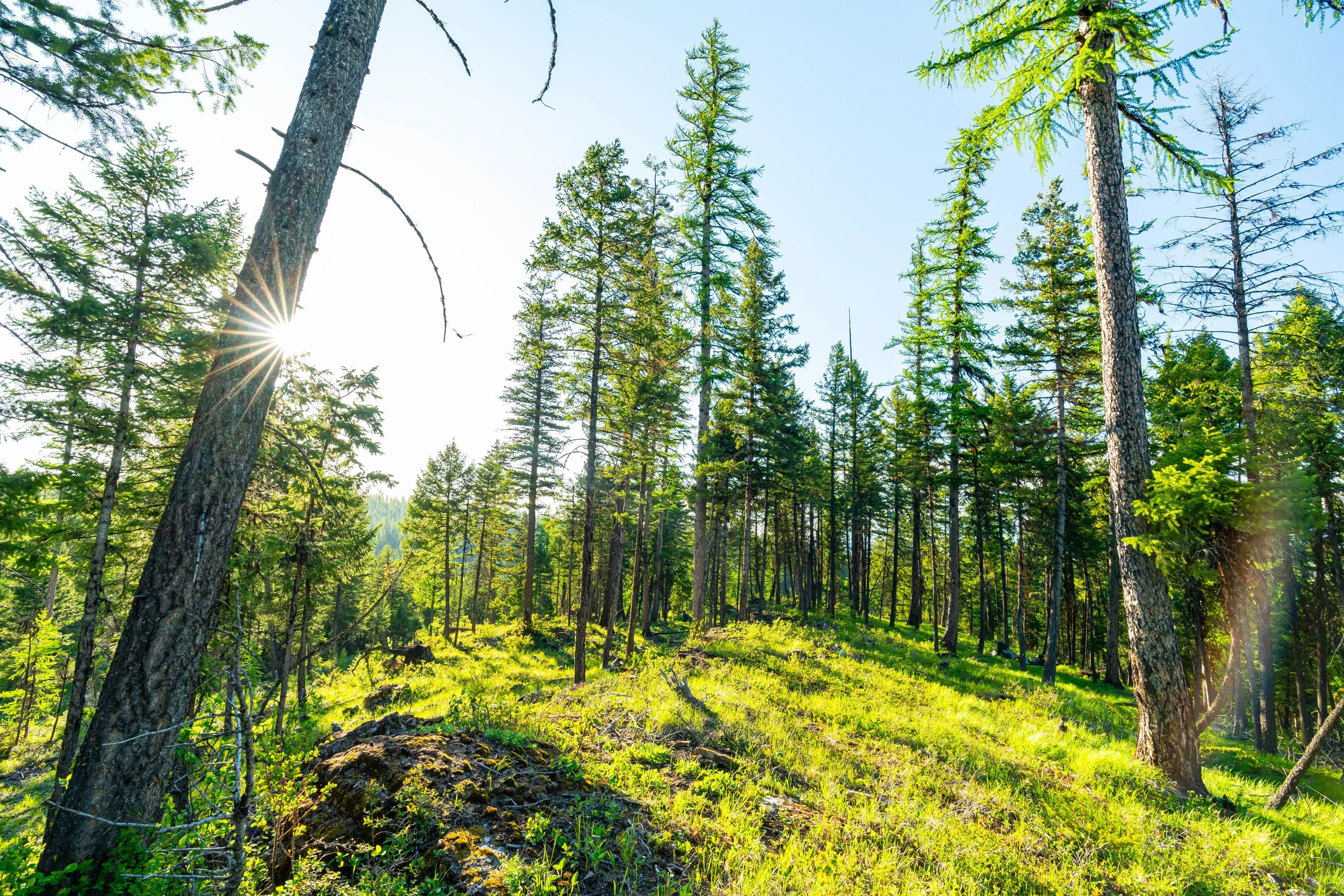 Nestled in the trees and surrounded by national forest lands, this twenty-acre paradise that’s prepped for a main house build is just thirteen miles from Whitefish, Montana