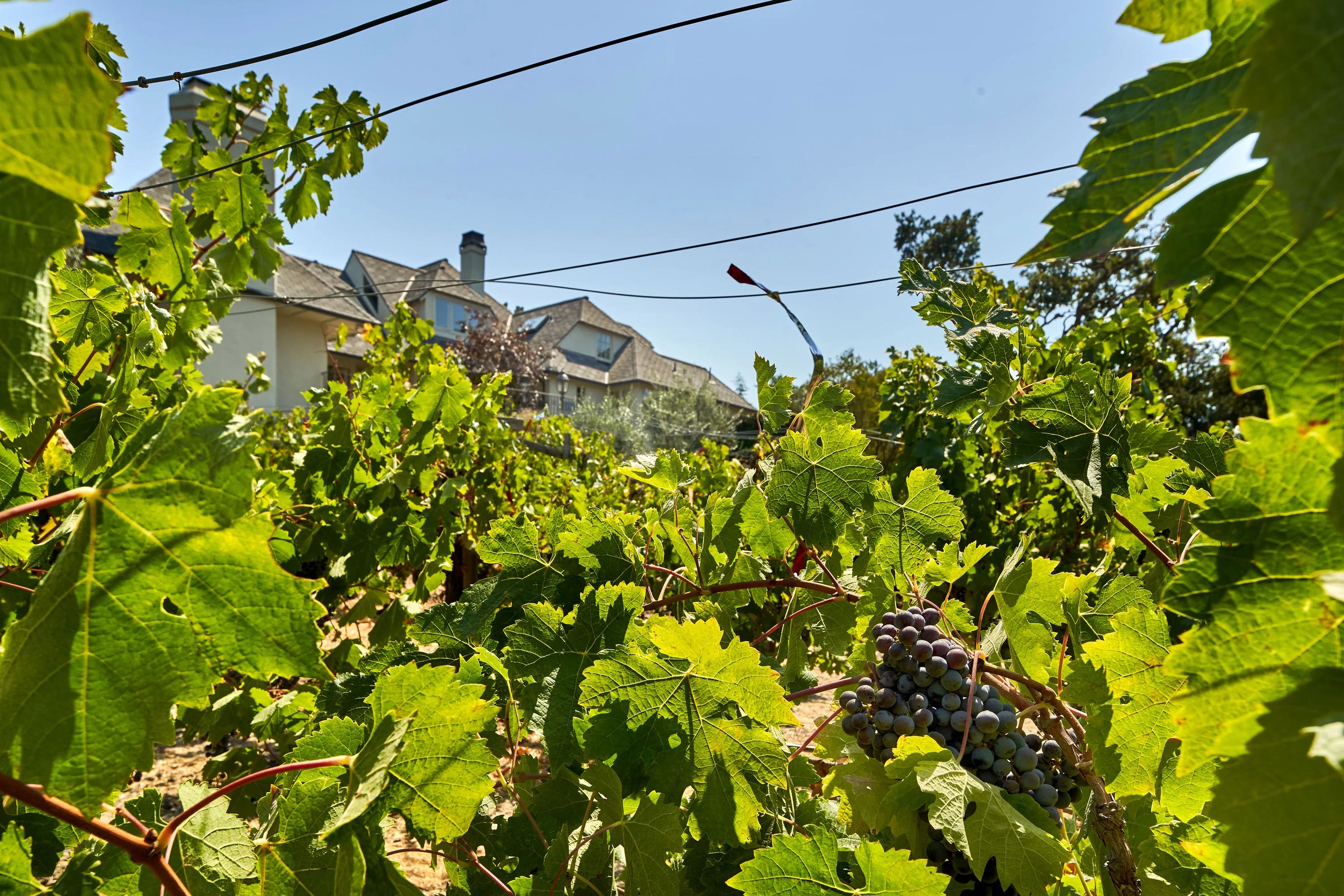 690 Loyola Drive, Silicon Valley, California 94024 - 690-loyola-drive-los-altos-hills-california61_epp49b