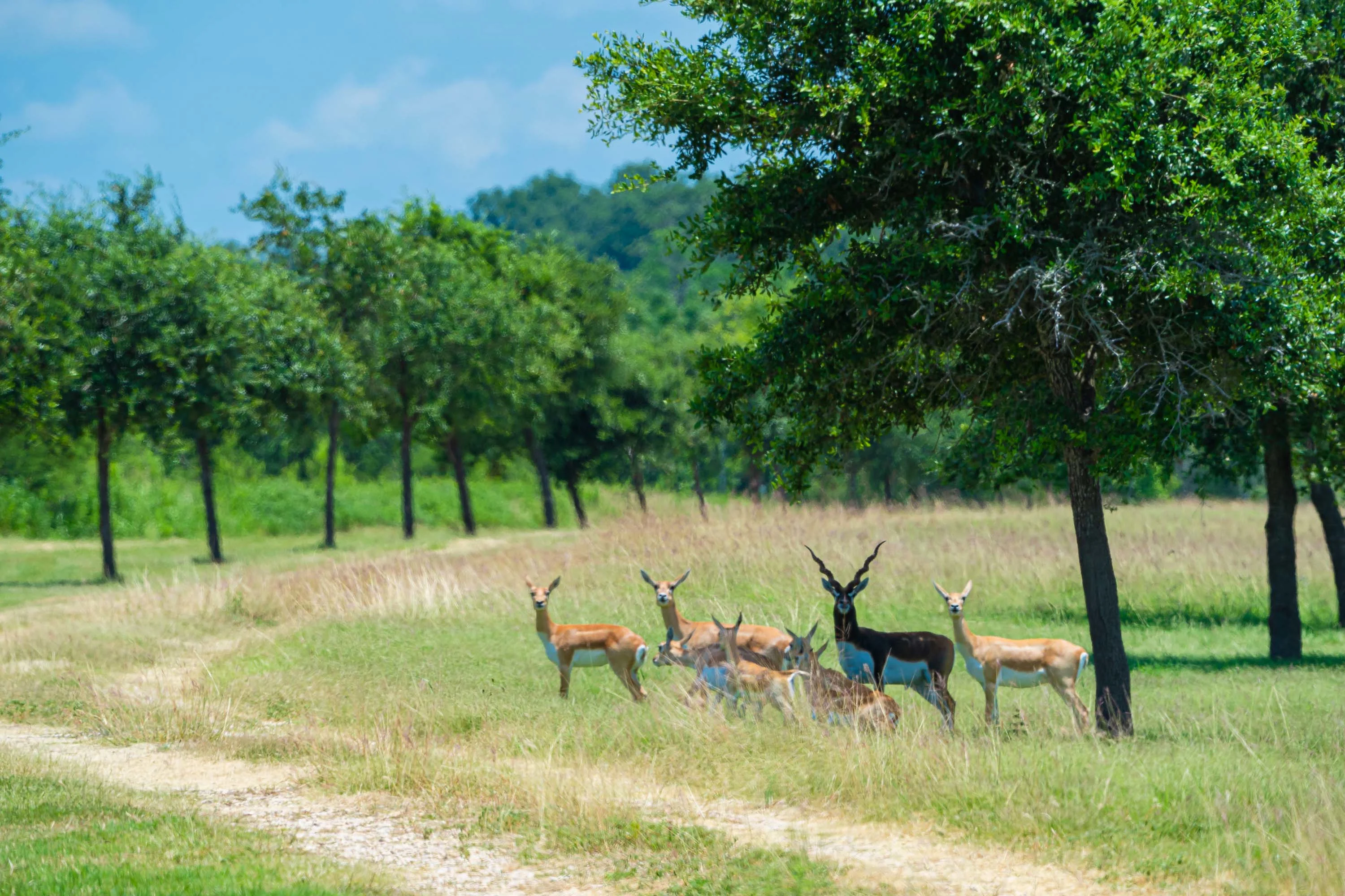 1773 County Road 101, Colorado County, Texas 78934 - 1773-county-road-101-columbus-texas56_v0wmcw