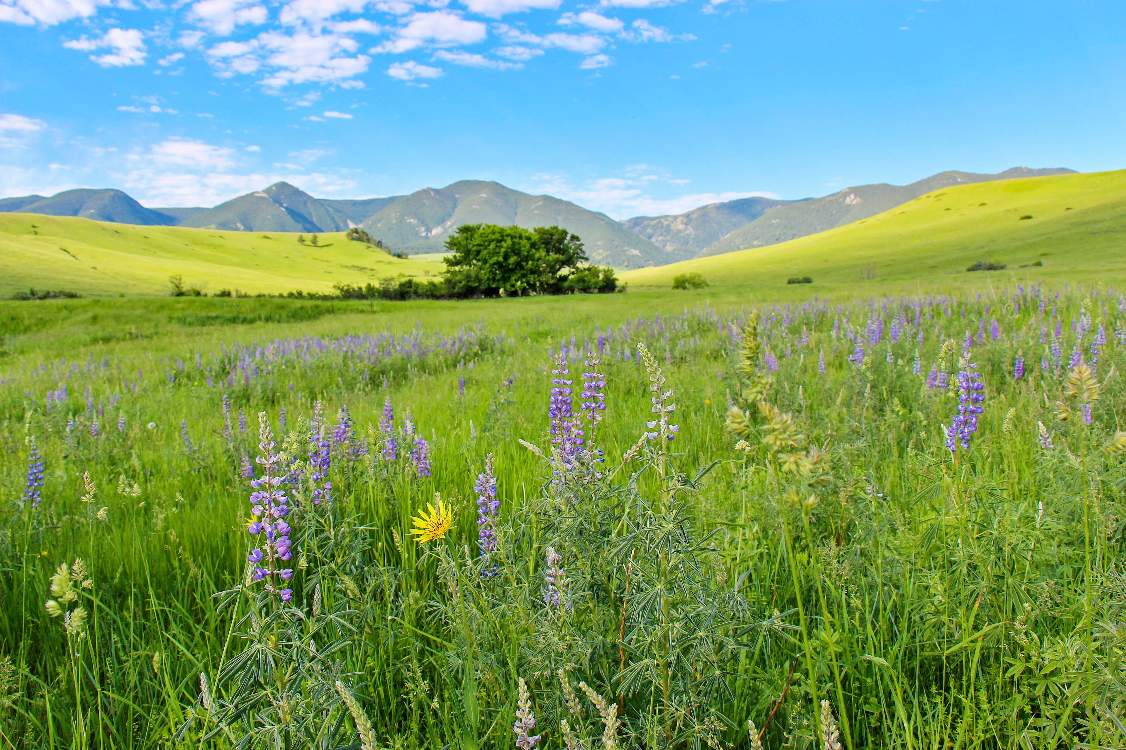 43 Rapid Creek Road, Sheridan, Wyoming 82801 - holy-cow-ranch-43-rapid-creek-road-sheridan-wyoming29_g9qjal