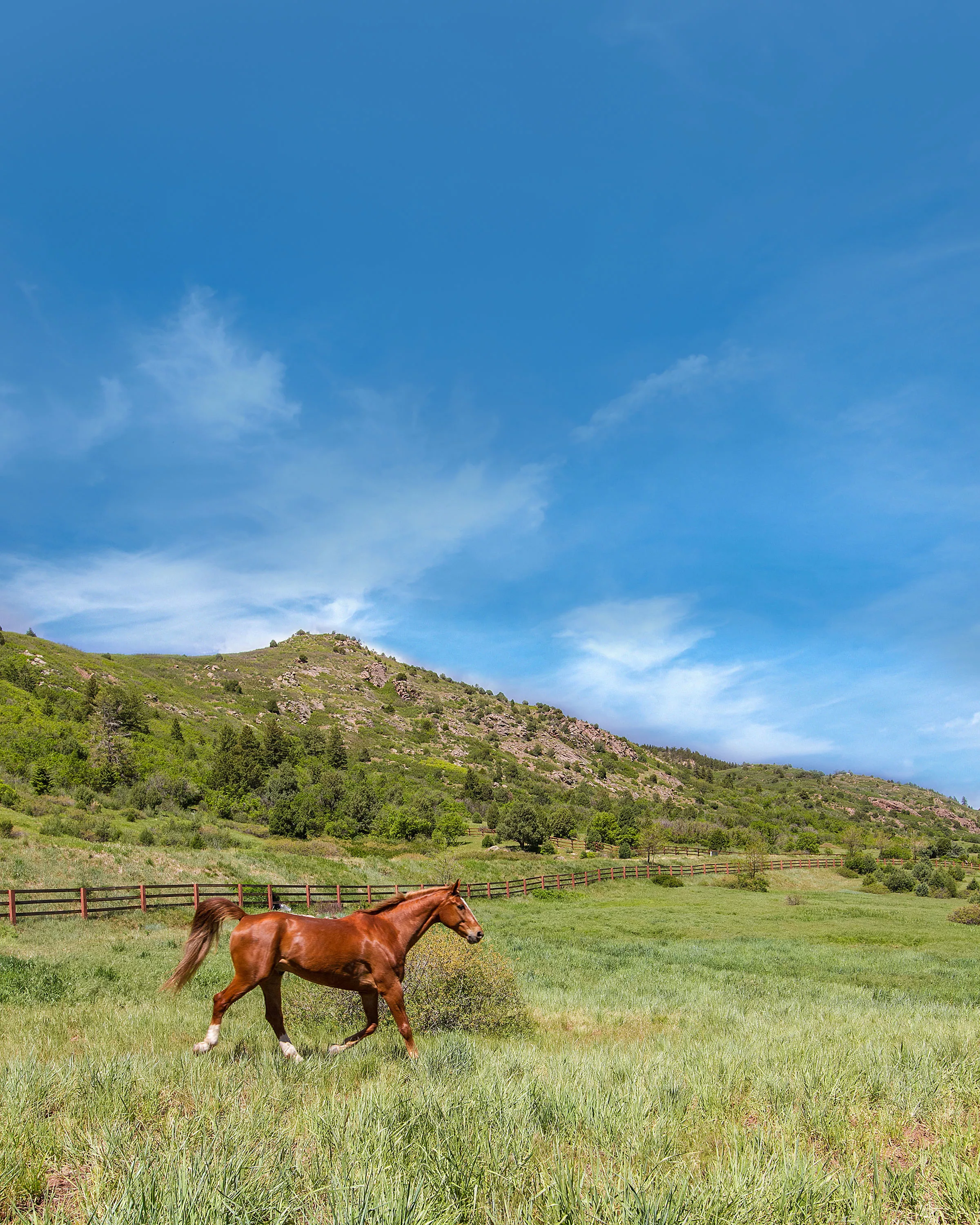 12612 White Deer Drive, Denver, Colorado 80127 - 12612-white-deer-dr-littleton-co-28-23-07-52-5252_deirqx