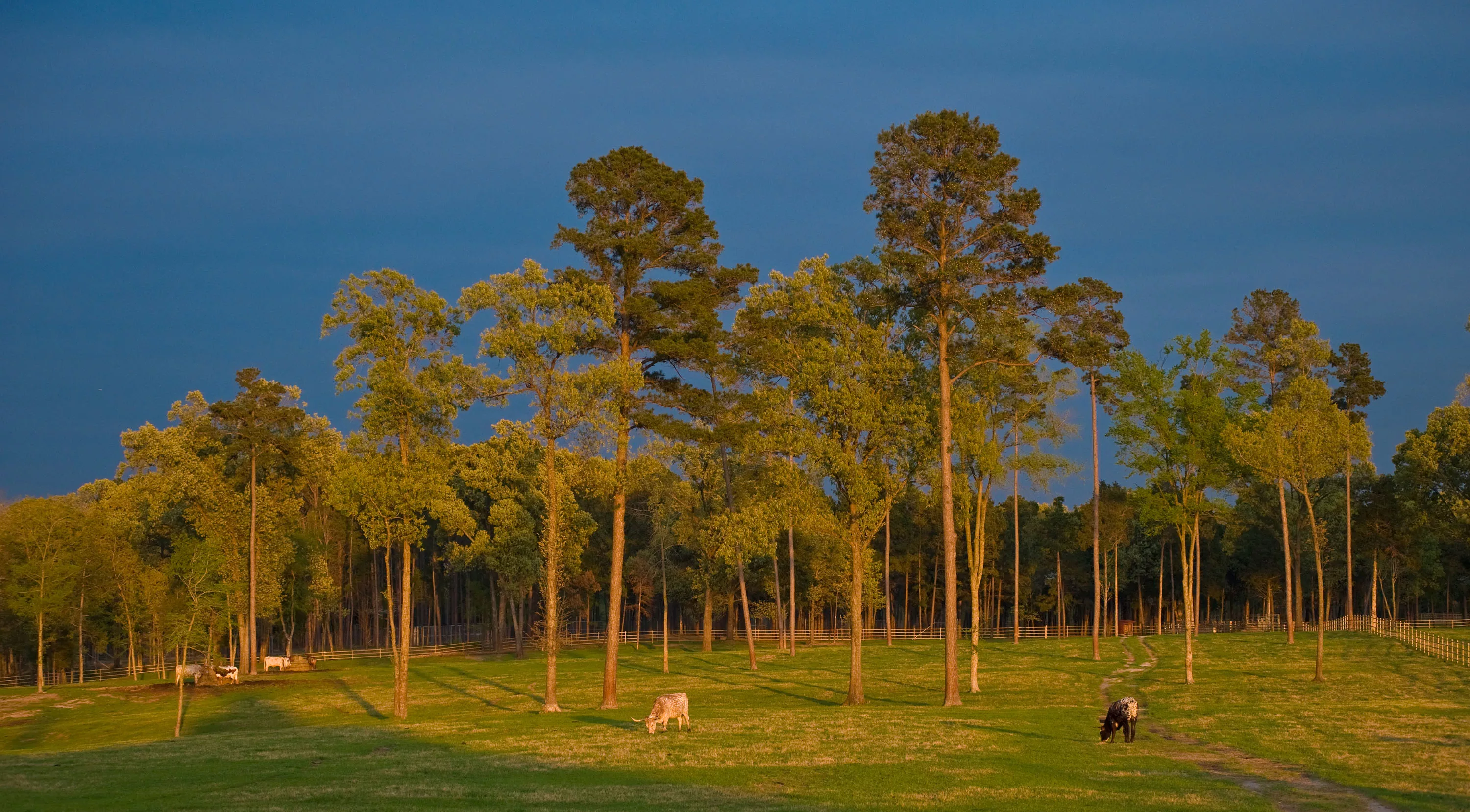 416 CRSE 3390, Dallas Area, Texas 75494 - timber-creek-ranch-winnsboro-texas-lakefront-parcel16_cxi9i3
