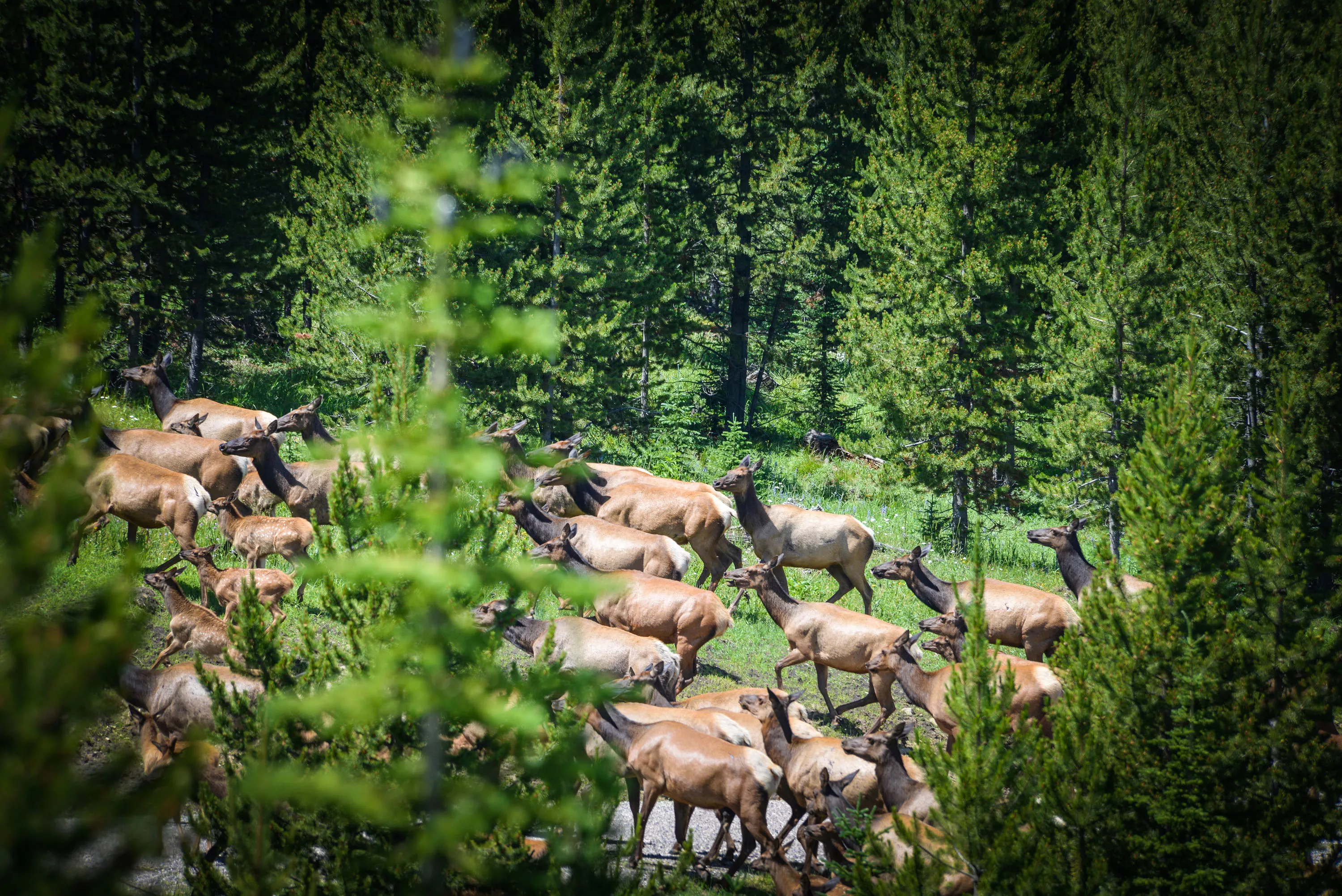 585 W Lodge Cottage Drive, Jackson Hole, Wyoming 83001 - yellowstone-preserve-big-sky-mt-general_07_m5stwi