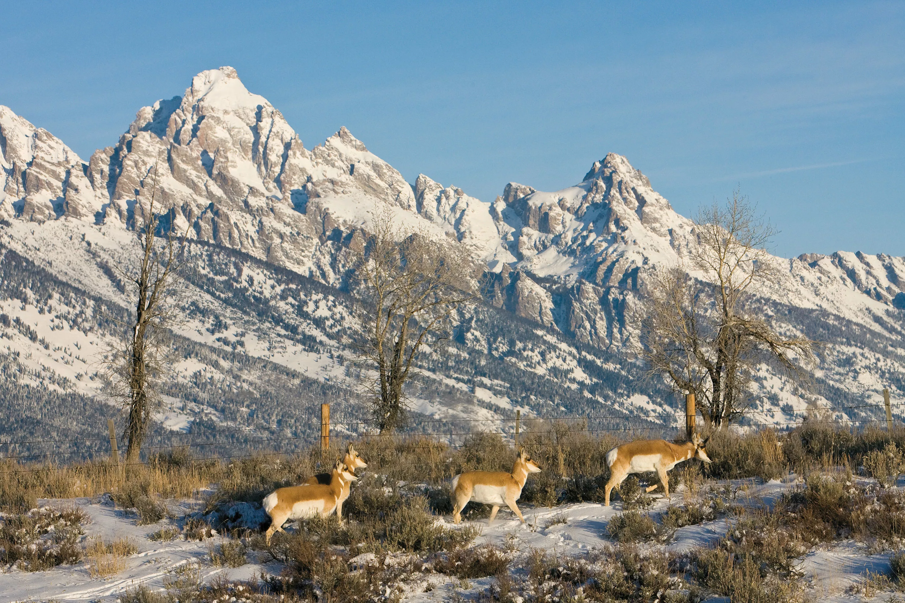 7700 E Gros Ventre Springs Road, Jackson Hole, Wyoming 83011 - _u8e2095_fnferb