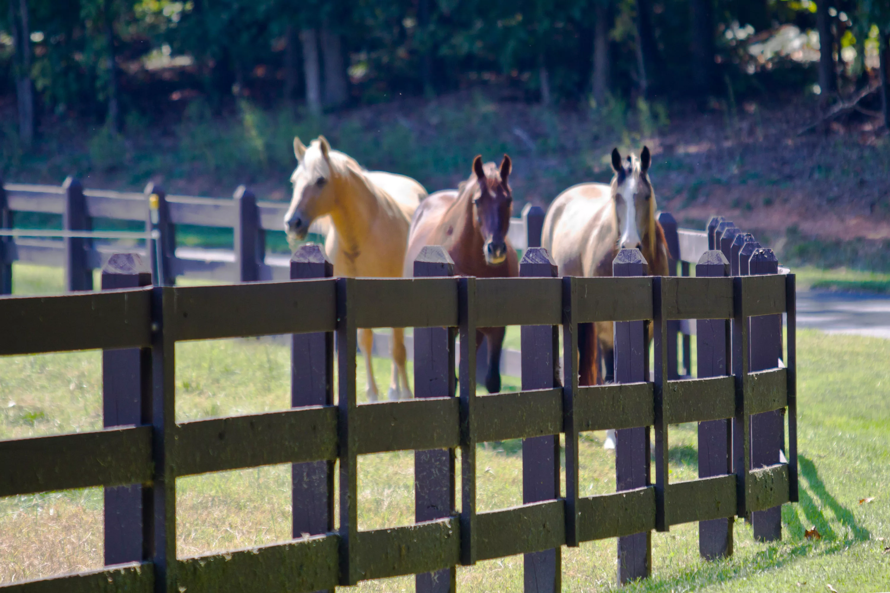 196 Old Stagecoach Lane, Statesville, North Carolina 28625 - img_3118-copy_jzx3uy