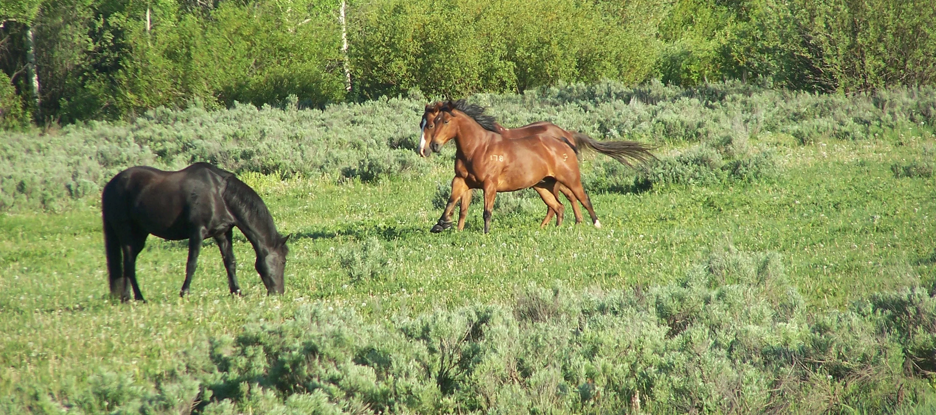 5925 West Lazy H Road, Jackson Hole, Wyoming 83014 - 5925-west-lazy-h-rd-luxury-real-estate-25_n10dat