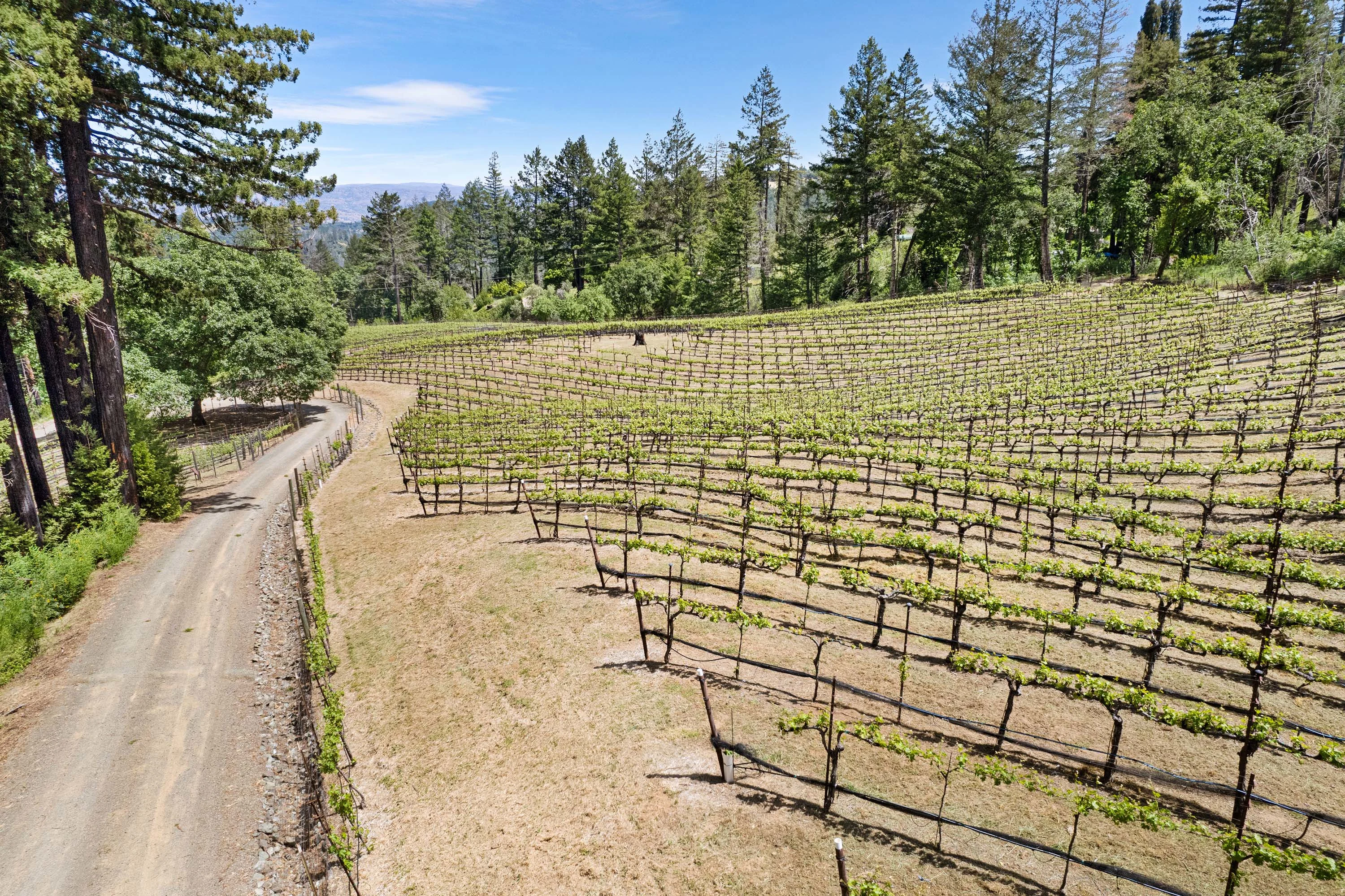 3390 Mount Veeder Road, Mount Veeder, Napa Valley, California 94558 - 41_Mount_Veeder_nyhl0w