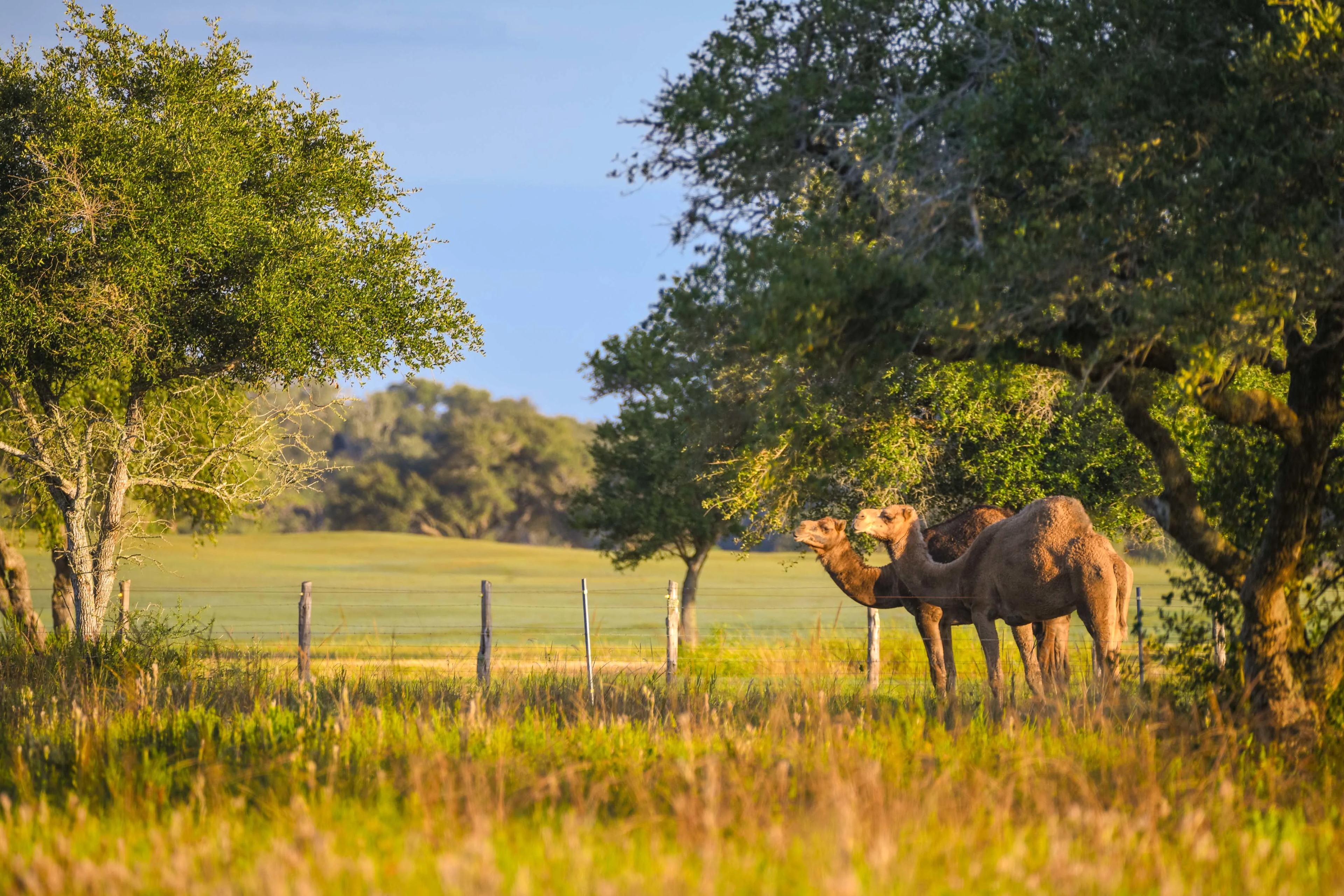 Wolf Point Club, Texas Gulf Coast, Texas 77979 - DSC_4943_hdjo0x
