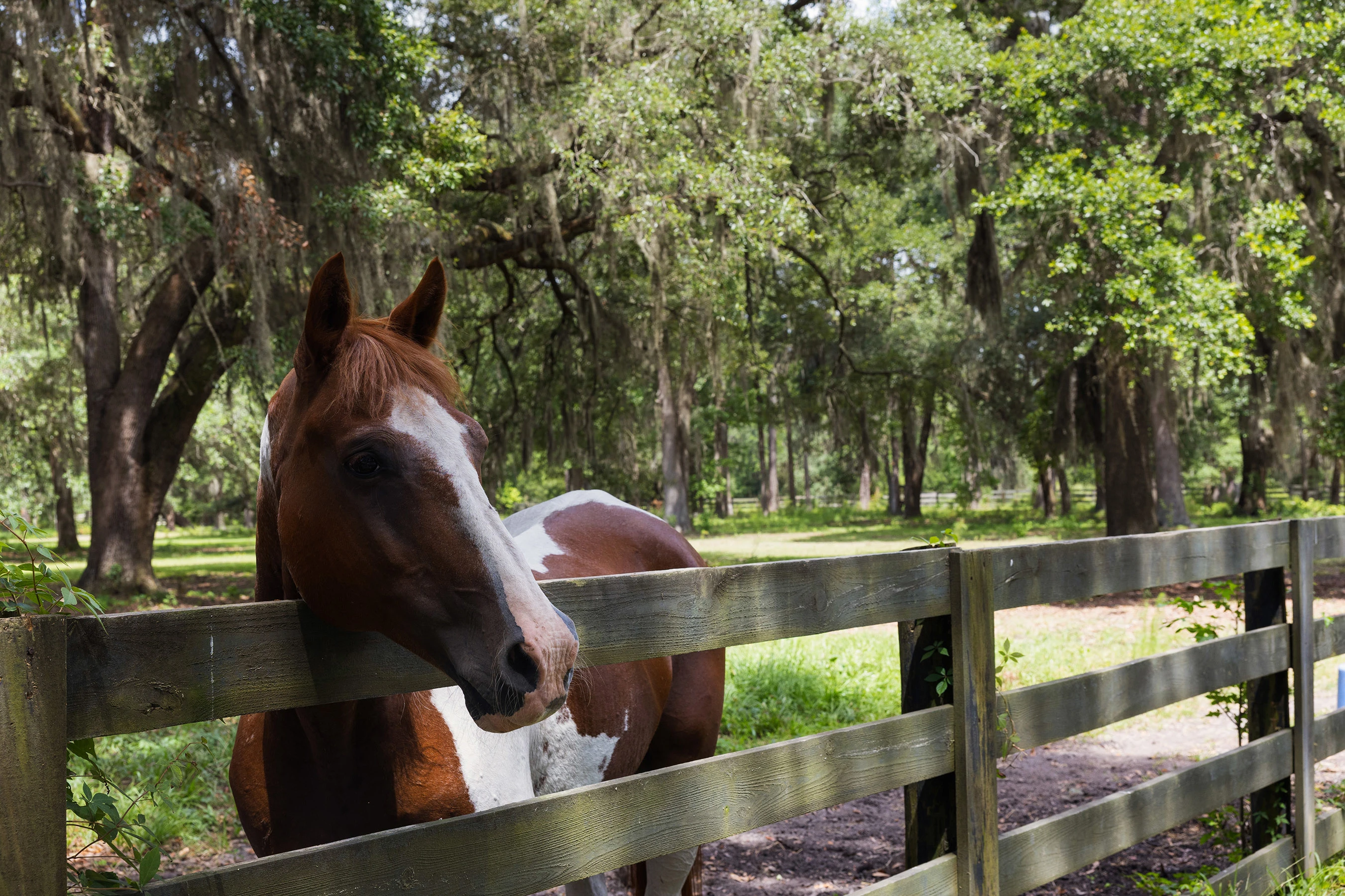 57 Hampton Island - 1300 Retreat Road, Riceboro, GA 31323 - Luxury Real Estate - Concierge Auctions