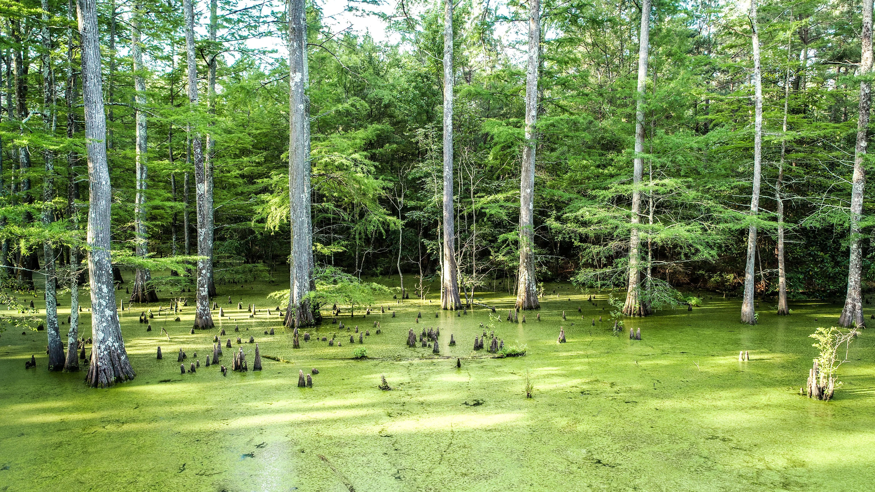 Nix Lower Bayou, East Texas, Texas 75657 - 601-fm-134-jefferson-texas20_mrrxvl