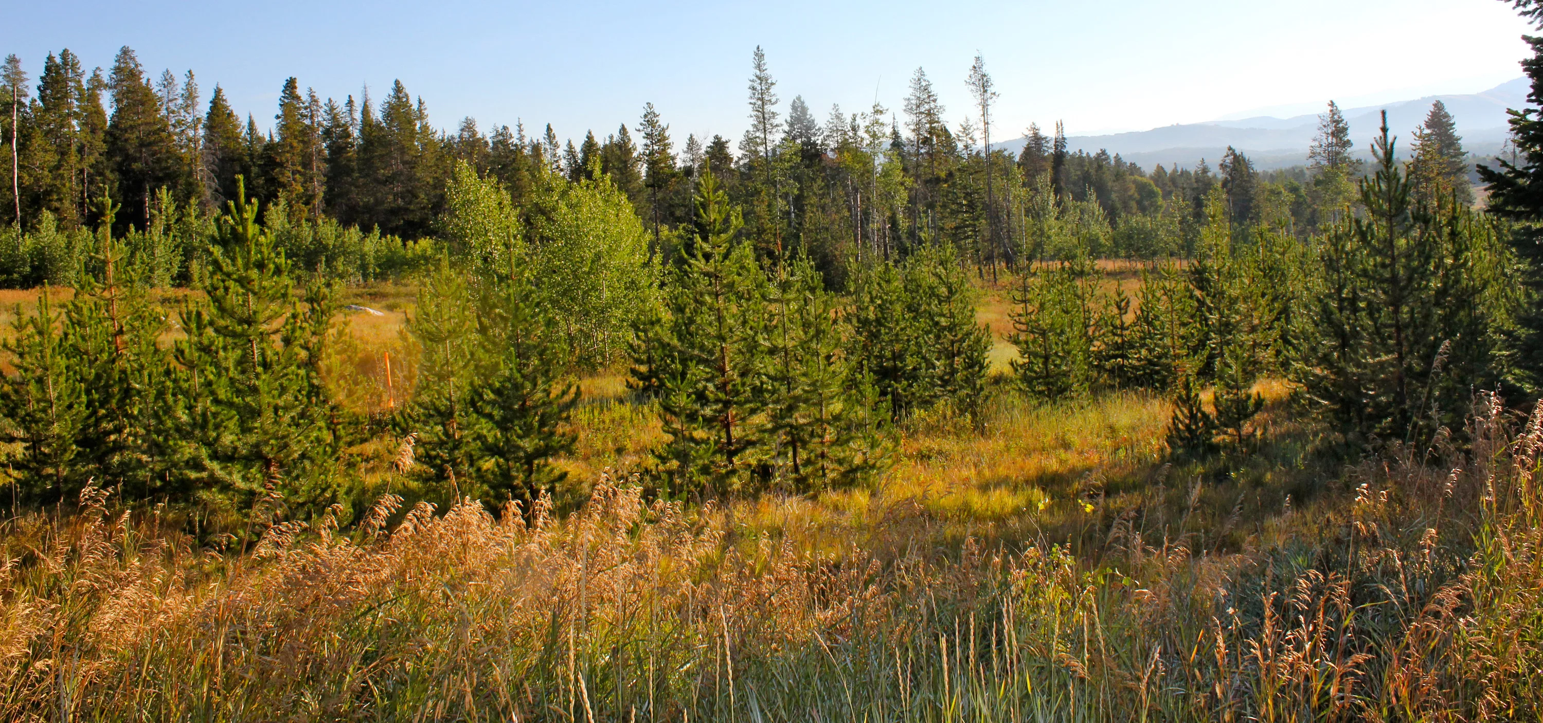 5925 West Lazy H Road, Jackson Hole, Wyoming 83014 - 5925-west-lazy-h-rd-luxury-real-estate-29_ixrvc7
