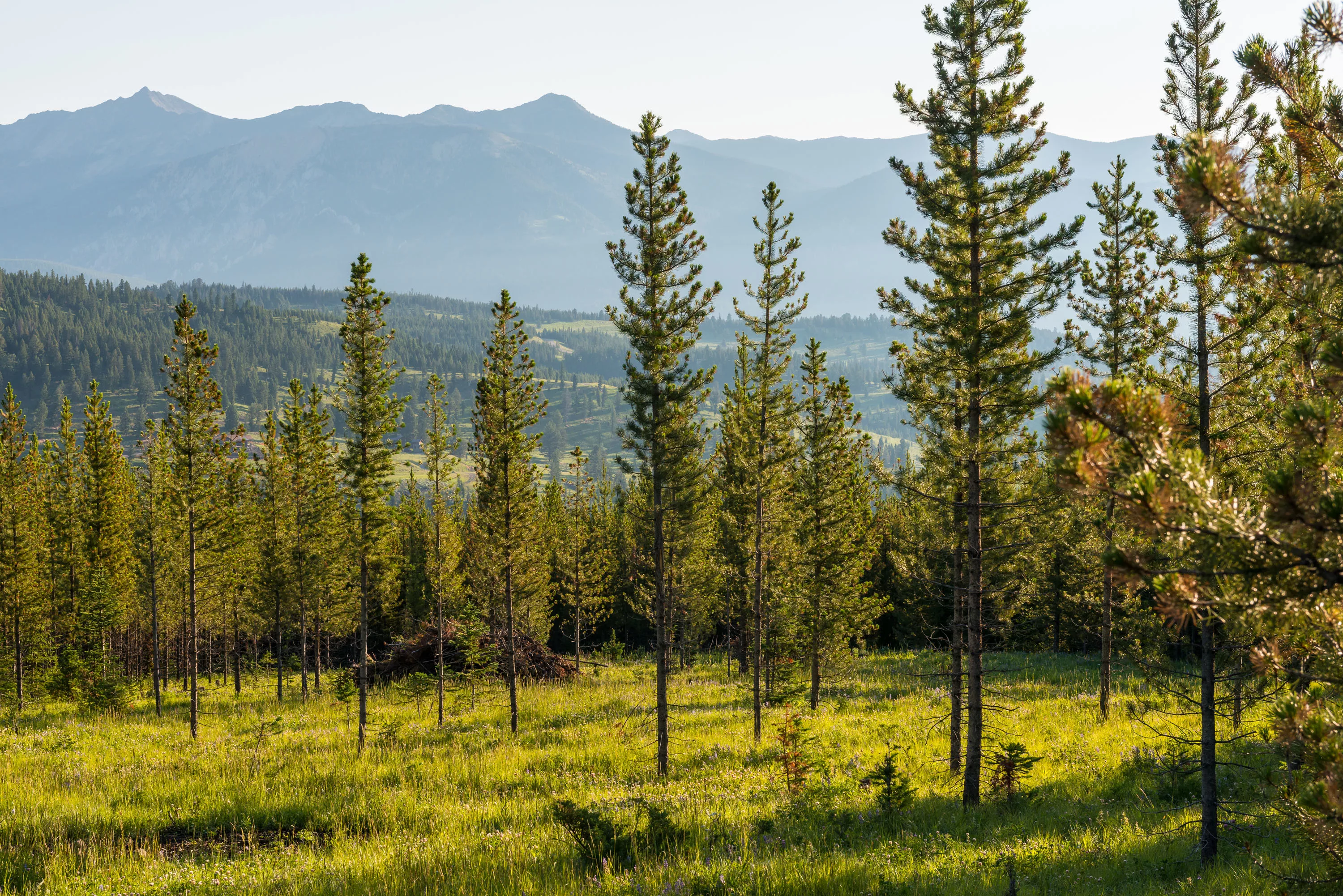 Yellowstone Preserve, Big Sky, Montana  - yellowstone-preserve-big-sky-mt-yellowmule_01_bdntic