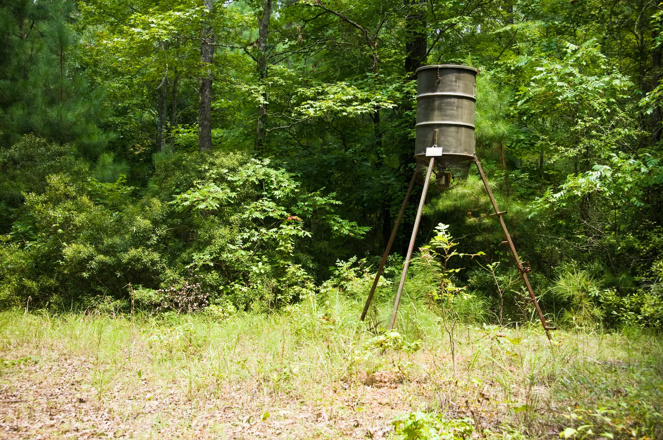 877 SW CR 3250, Dallas Area, Texas 75494 - iStock-151547109_uv1drt