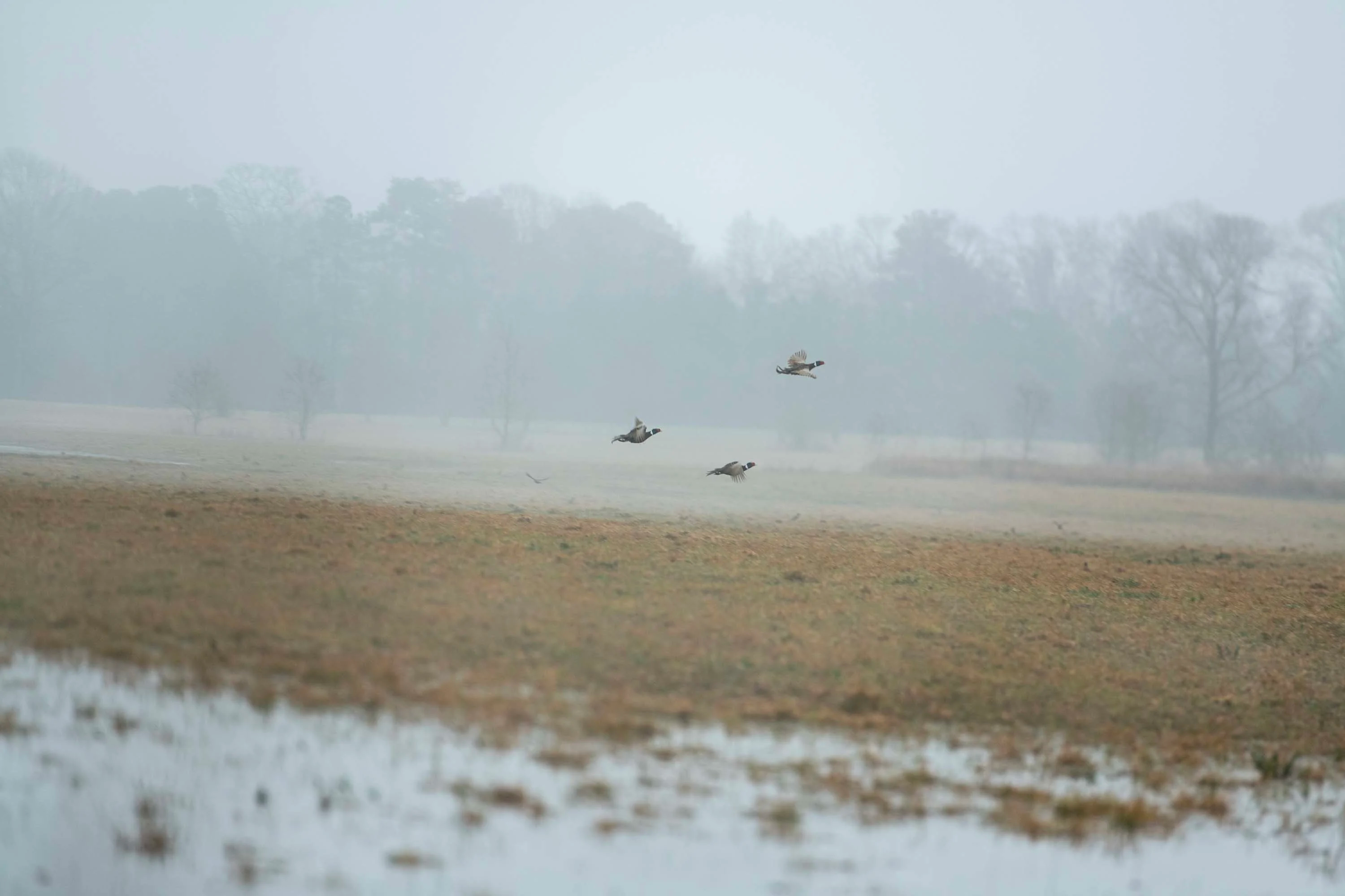 Running Creek Ranch | 773 Old Camp Road, Poplarville, Pearl River County, Mississippi 39470 - 50_-__SP84908_m1duik