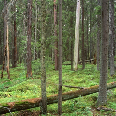 Ilmastonmuutoksen vaikutukset metsien monimuotoisuuteen | Ilmasto-opas