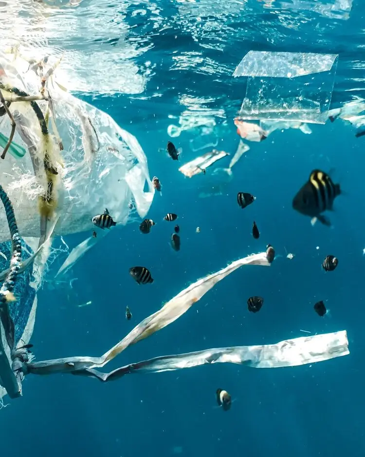 Fish swimming amongst plastic floating in the ocean.