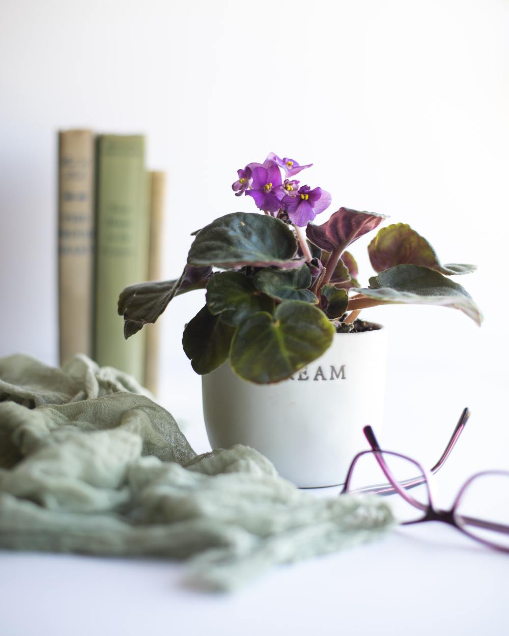 STOCK PHOTO: African Violet