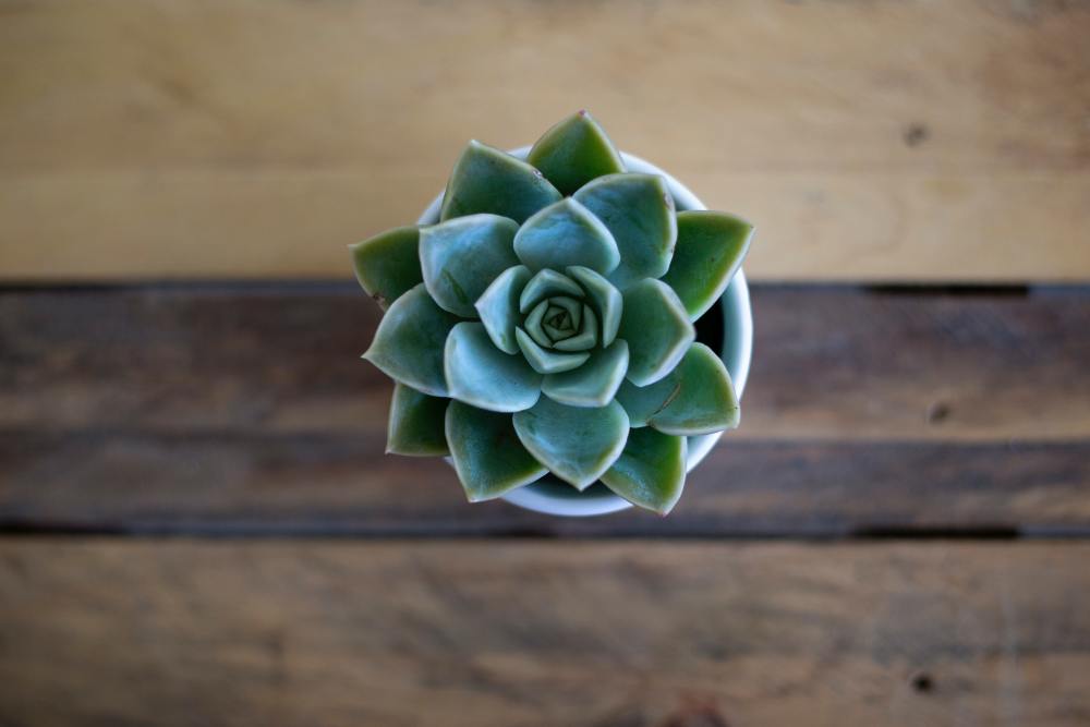 STOCK PHOTO-Succulent