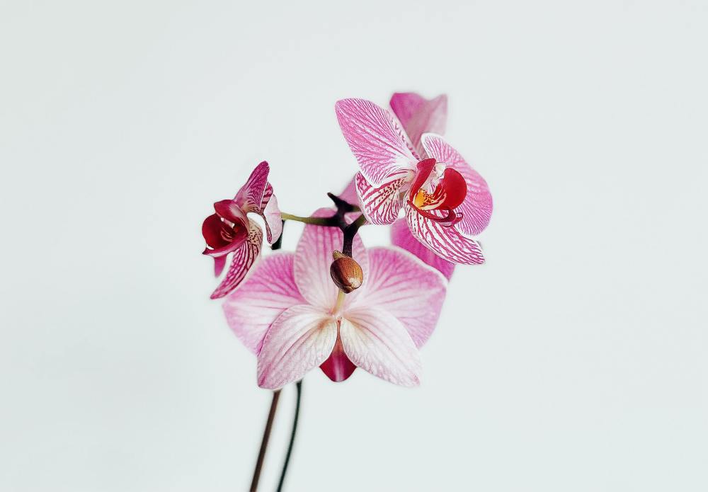STOCK PHOTO-Orchid