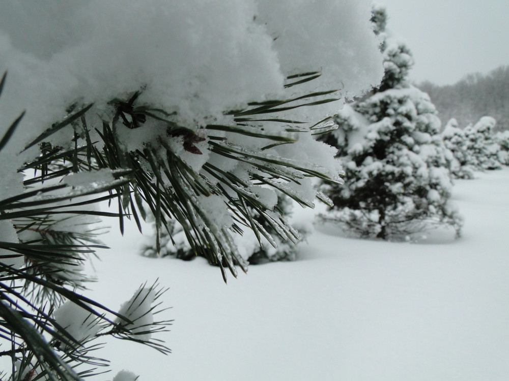 Alaska Made: There's only one Christmas tree farm in Alaska. It's on Kodiak, and it's thriving. - Alaska Public Media