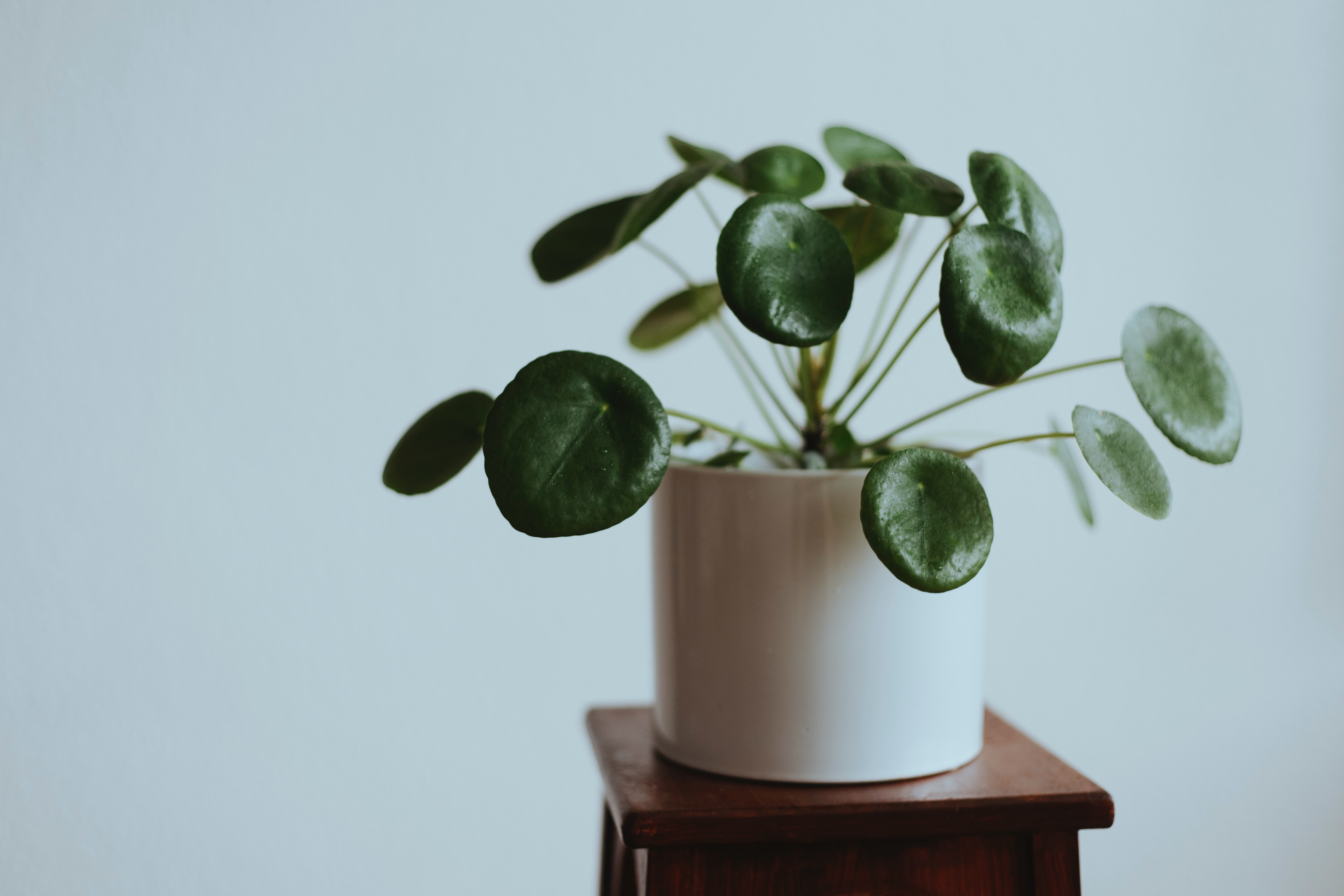 10 Tiny Plants That Are Perfect for Downsizing | Faris Team Blog