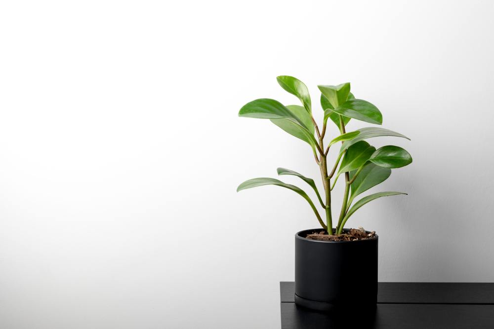 STOCK PHOTO-Peperomia 