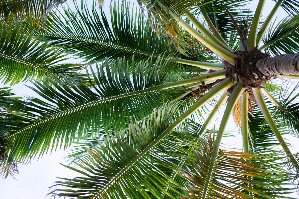 STOCK IMAGE-Palm Trees Florida