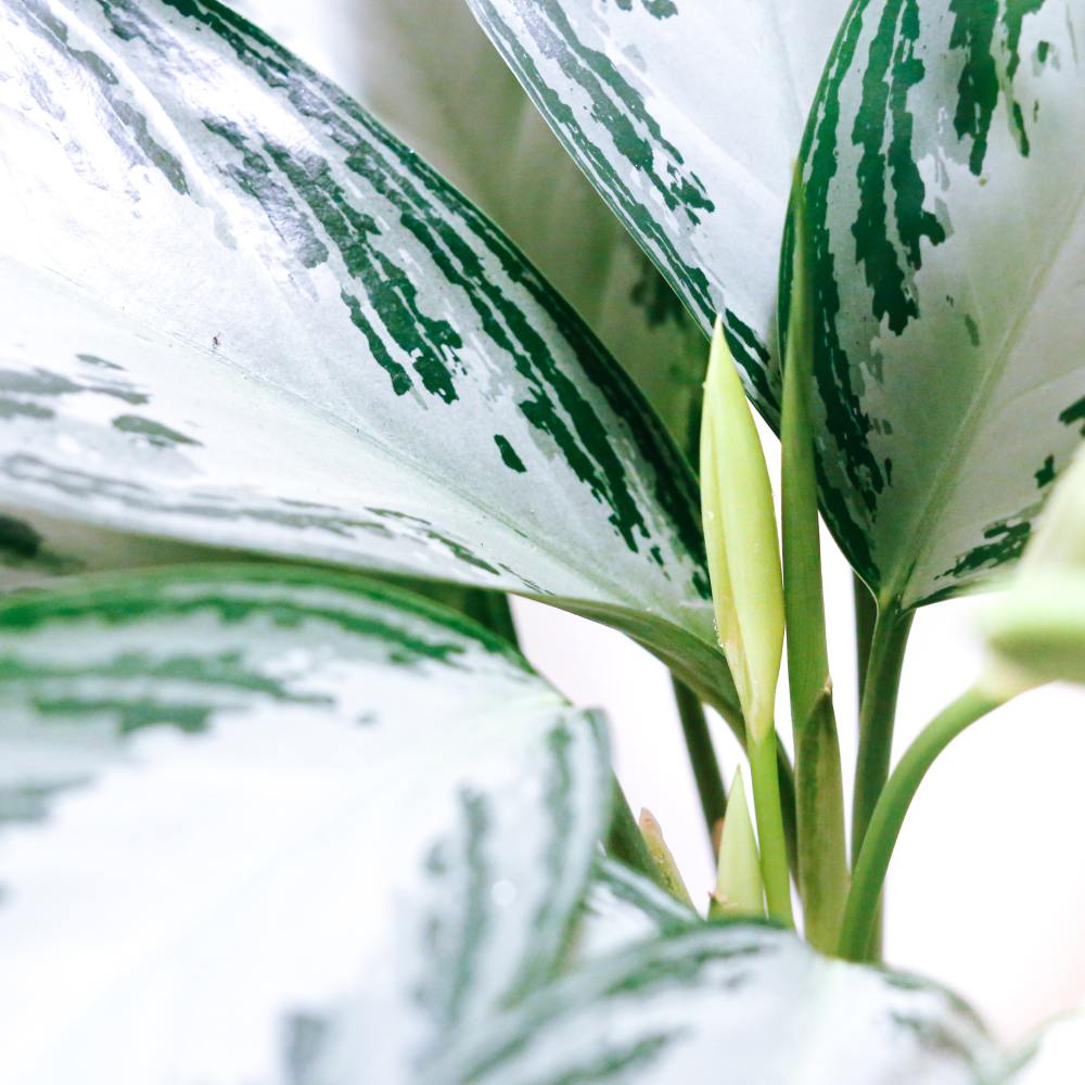 Chinese Evergreen STOCK