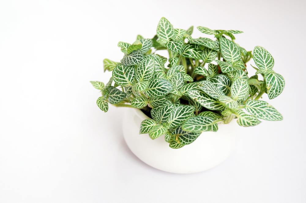 STOCK PHOTO: Fittonia