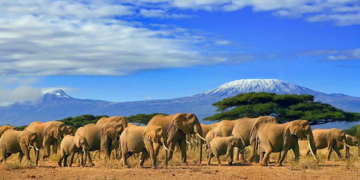 African elephants in the Serengeti among Mount Kilimanjaro in Tanzania