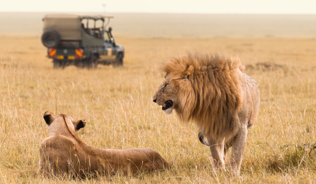 African lion couple and safari jeep in Masai Mara, Kenya, Africa