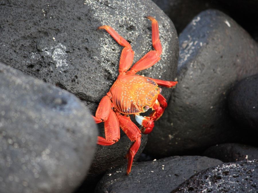 galapagos-san-cristobal