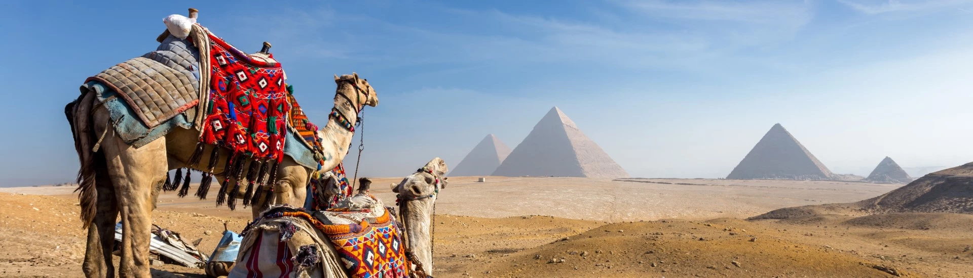Egypt - Two camels looking towards the Pyramids of Giza