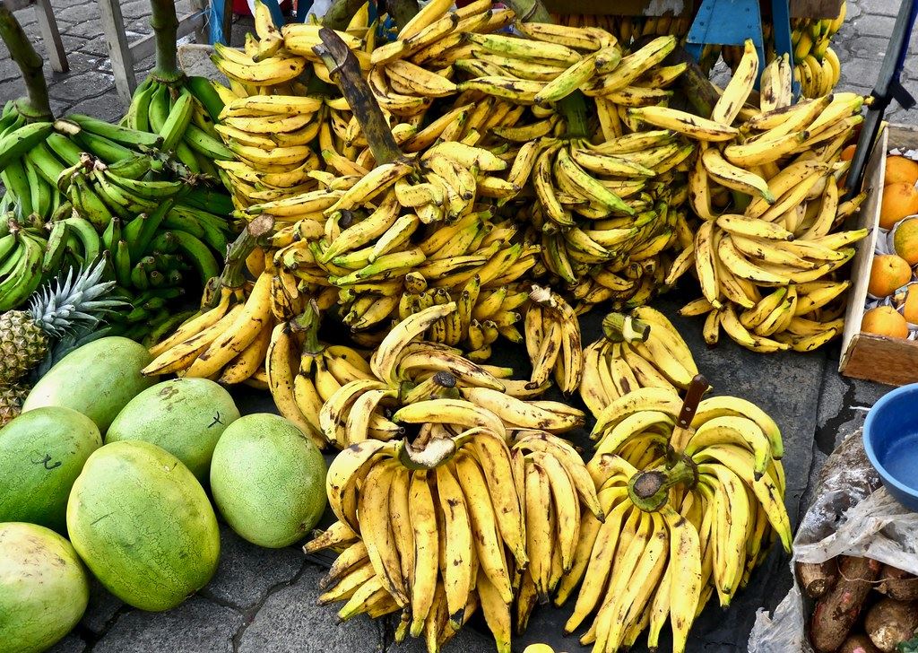 They like bananas. Эквадор бананы. Бананы из Эквадора. Банановая роща Эквадор. Фирмы бананов из Эквадора.