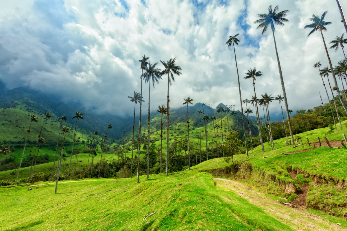 Cocora Valley in Colombia coffee region