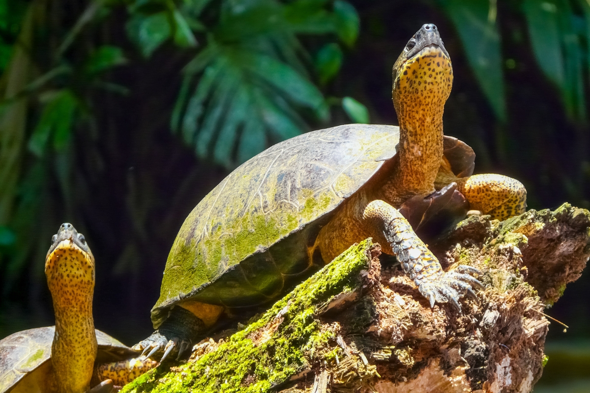 Turtles at Tortuguero National Park, Limon, Costa Rica