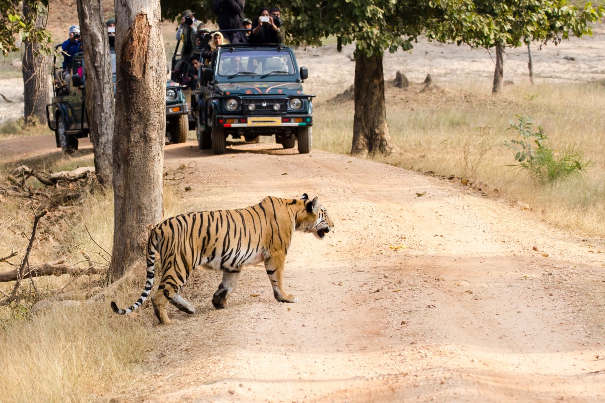 Tiger walking on a safari at Pench National Park, India