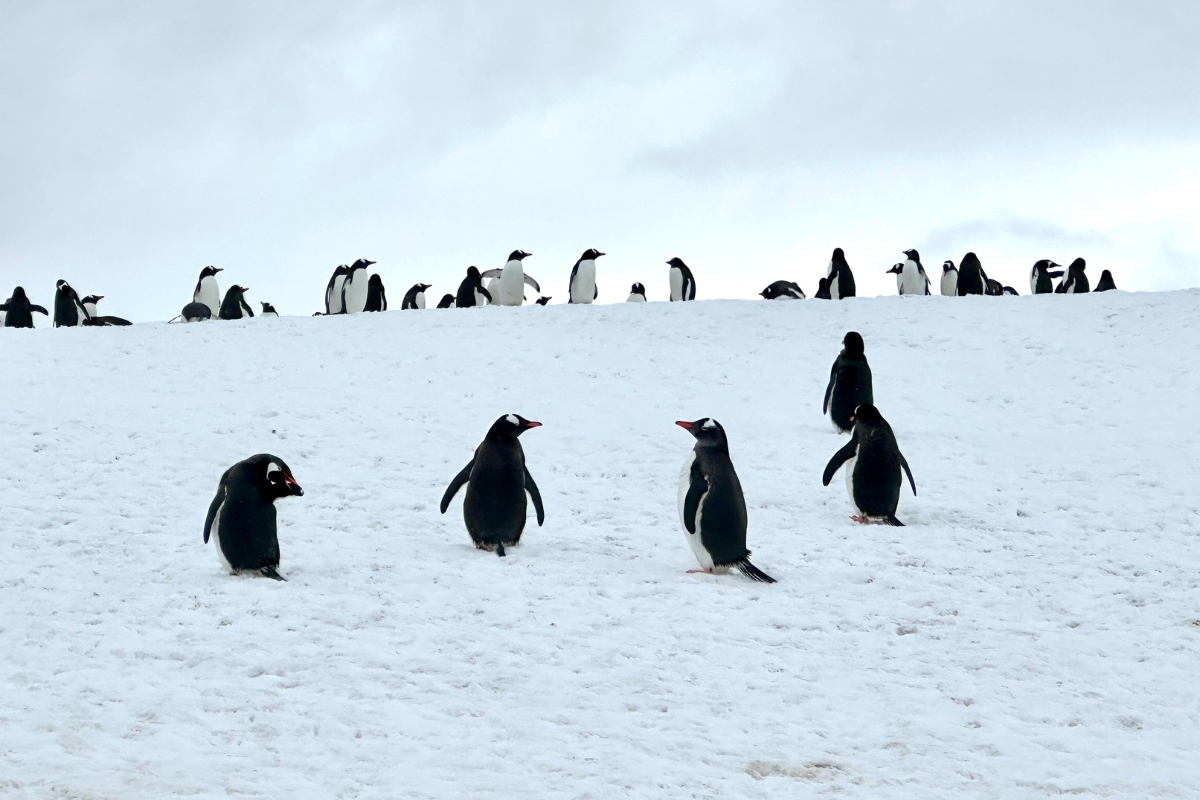 Penguins in Antarctica