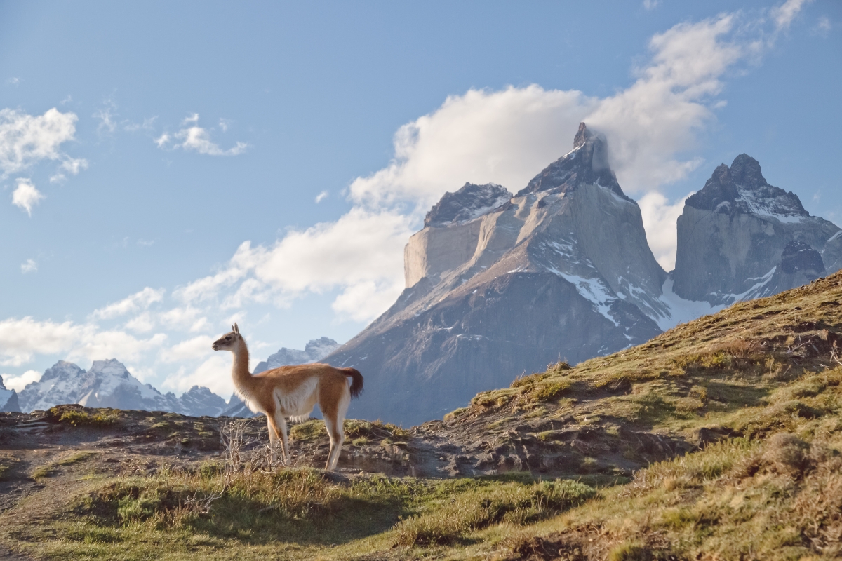 Guanaco at Torres del Paine National Park, Patagonia, Chile