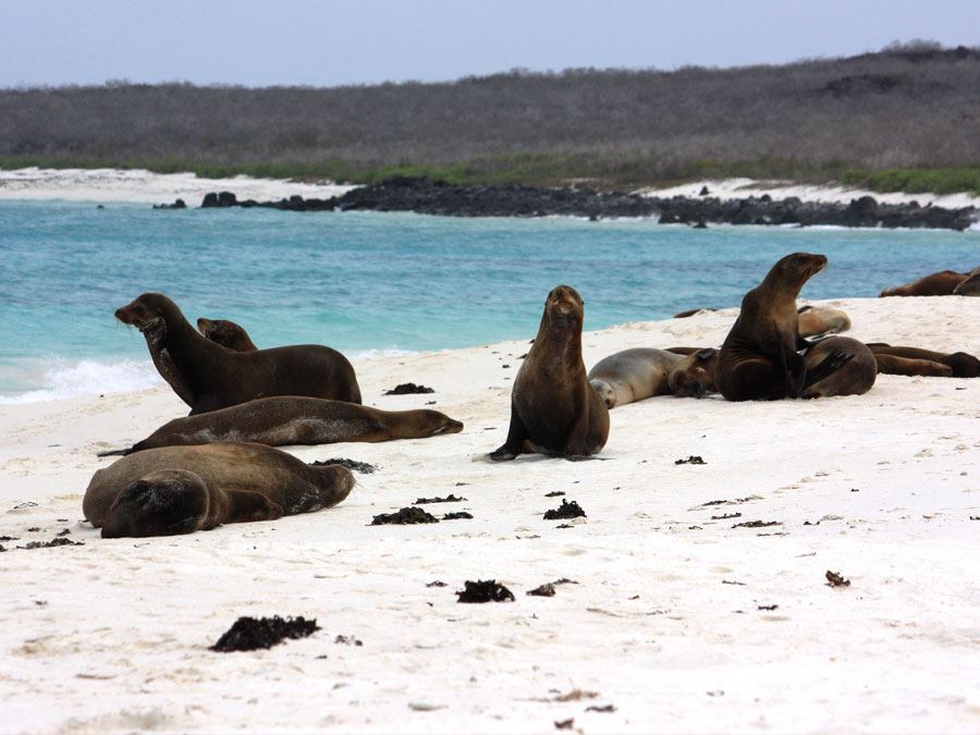 galapagos-espanola