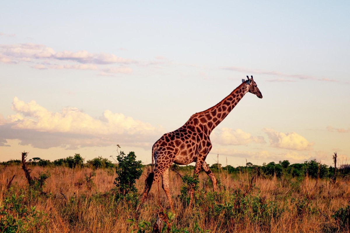 Giraffe at Hwange National Park in Zimbabwe