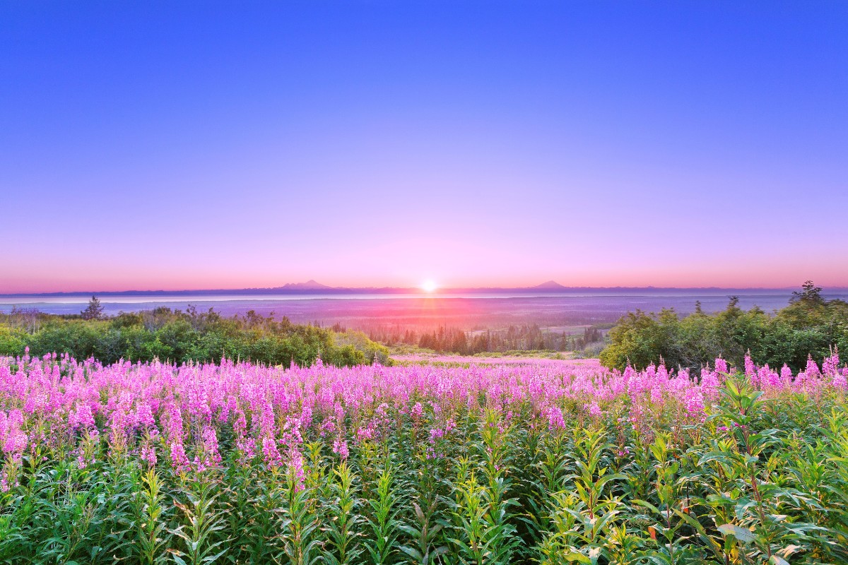 Fireweed field scenic view in Alaska during sunset or sunrise