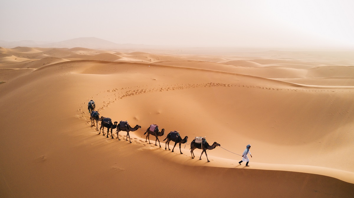 13-morocco-sahara-desert-camels