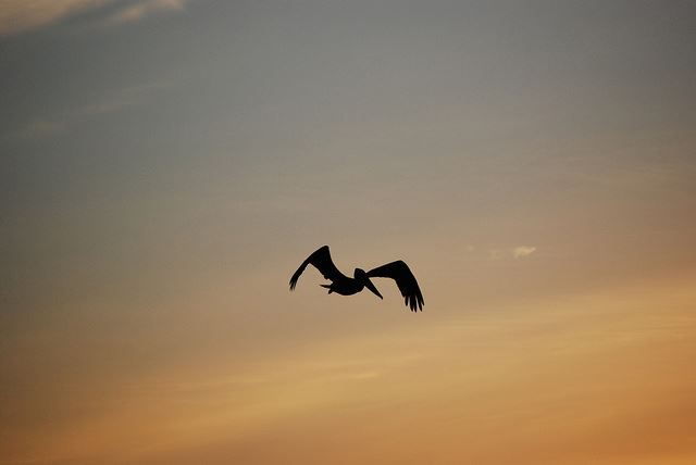 Pelican flying