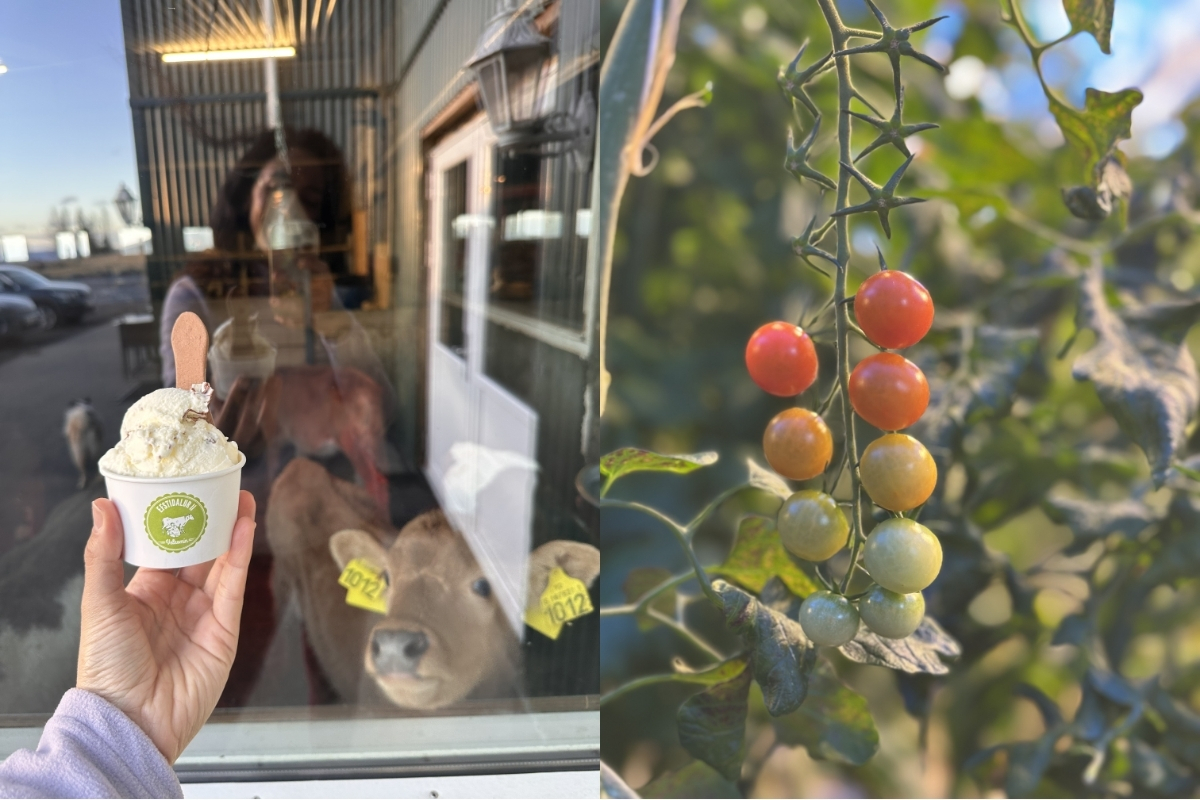A stop at a local dairy farm and a tomato greenhouse to try more of Iceland’s specialties! (Photo: Jana Rodriguez).