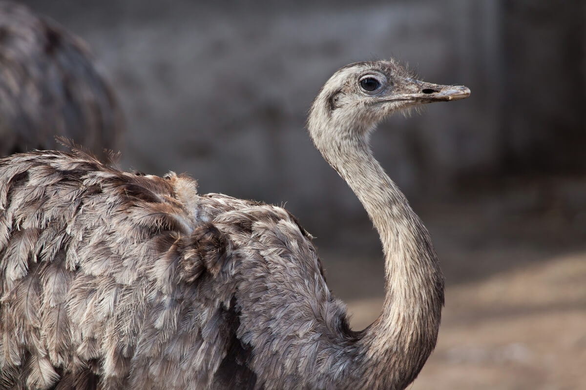 Darwin's Rhea